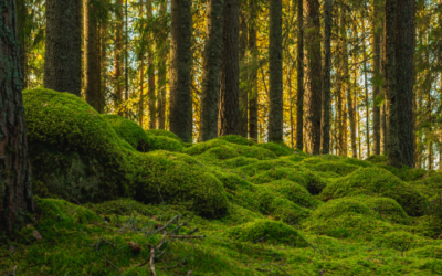 Finding Vedma: When the Culture You Were Handed Doesn’t Fit